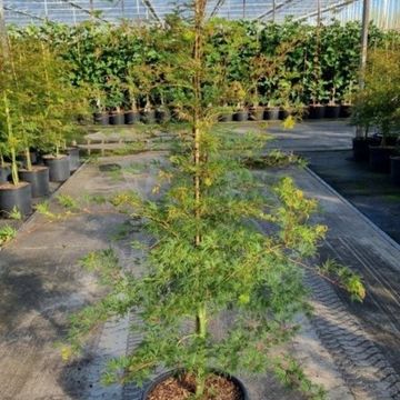 Acer palmatum 'Emerald Lace'