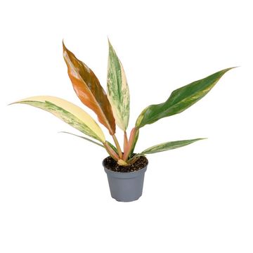 Philodendron 'Caramel Marble'