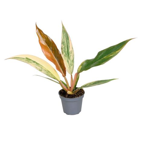 Philodendron 'Caramel Marble'