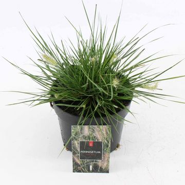 Pennisetum alopecuroides 'Little Bunny'