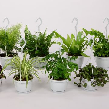 Plantes d'interieur MIX