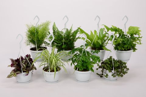 Houseplants MIX