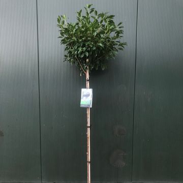 Prunus x eminens 'Umbraculifera'