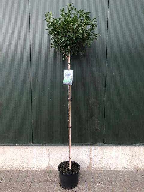 Prunus x eminens 'Umbraculifera'