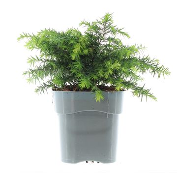 Tsuga canadensis 'Jeddeloh'