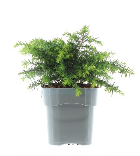 Tsuga canadensis 'Jeddeloh'