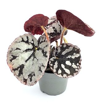 Begonia 'Spirit of Bali'