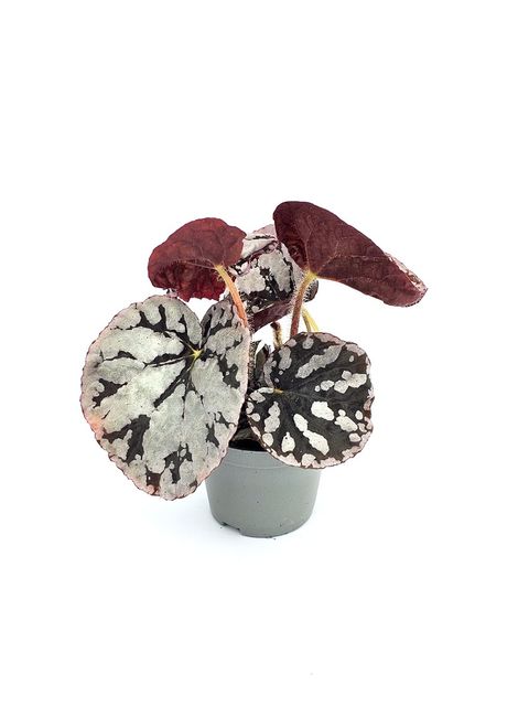 Begonia 'Spirit of Bali'