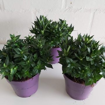 Gentiana scabra ROCKY DIAMOND BLUE HEART