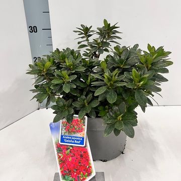Rhododendron GEISHA RED (AJ)