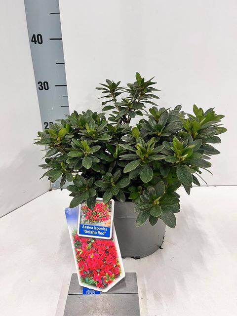 Rhododendron GEISHA RED (AJ)