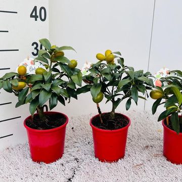 Citrus margarita 'Nagami'