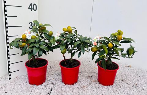 Citrus margarita 'Nagami'