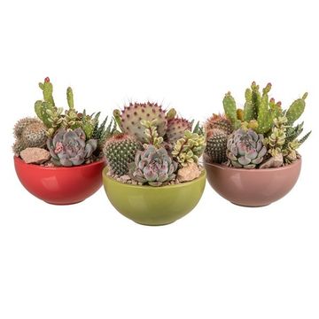 Arranjo Cactus / Succulent