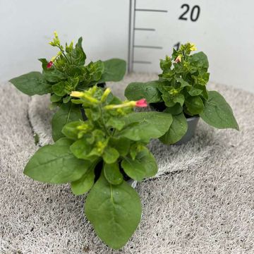 Nicotiana alata MIX