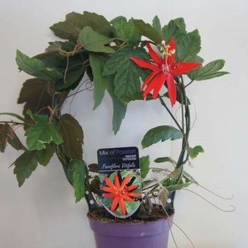 Passiflora vitifolia