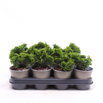Chamaecyparis obtusa 'Nana Gracilis'