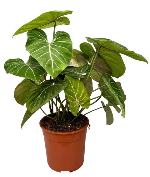 Filodendro gloriosum
