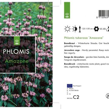 Phlomis tuberosa 'Amazone'