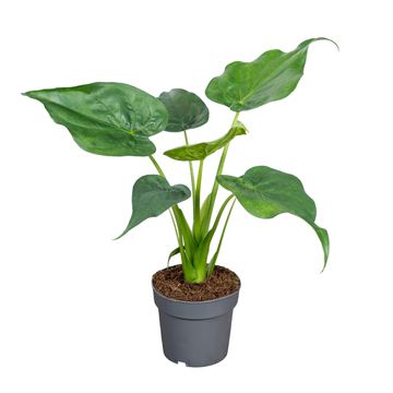 Alocasia cucullata