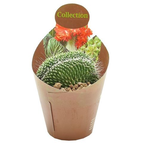 Mammillaria spinosissima 'Un Pico Cristata'