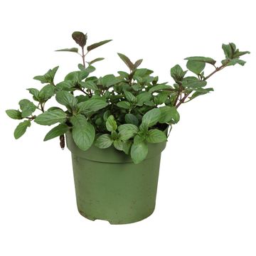 Mentha spicata 'Crispa 'Hugo'