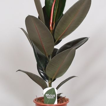 Ficus elastica 'Abidjan'