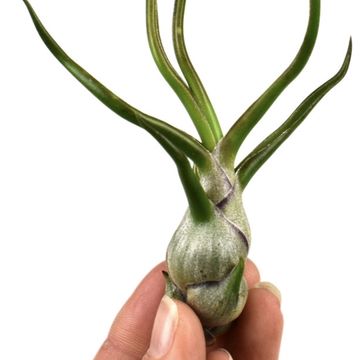 Tillandsia bulbosa