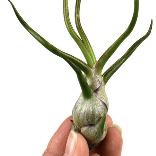 Tillandsia bulbosa (Corsa plant)