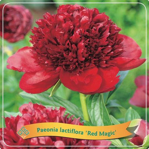 Paeonia 'Red Magic'