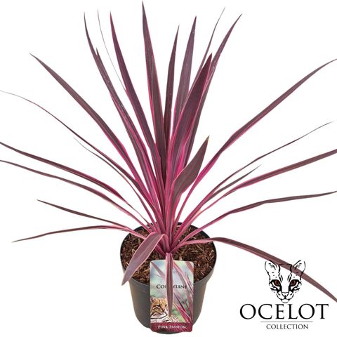 Cordyline australis PINK PASSION