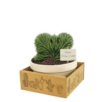 Polaskia chichipe cristata