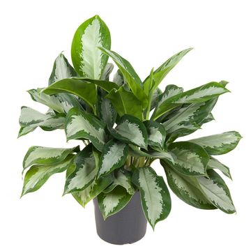 Café-de-salão (Aglaonema nitidum 'Silver Queen') - PictureThis