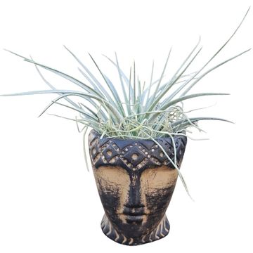 Tillandsia MIX