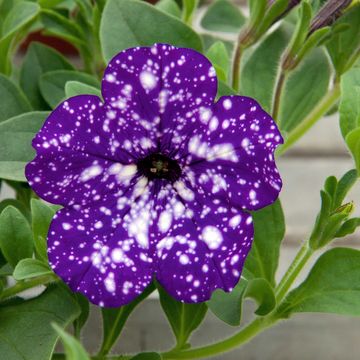 Petunia NIGHT SKY