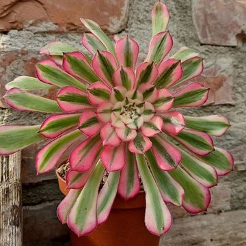 Aeonium 'Pink Witch'
