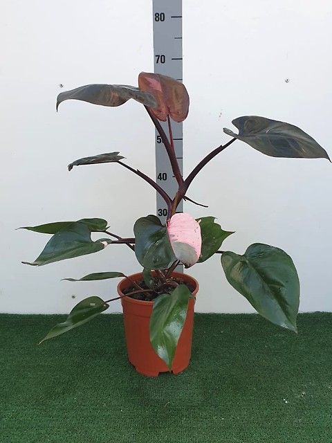 Philodendron 'Pink Princess'