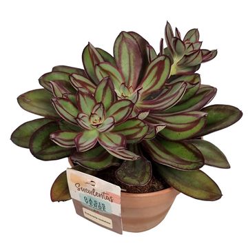 Echeveria nodulosa