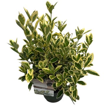 Euonymus japonicus 'Bravo'