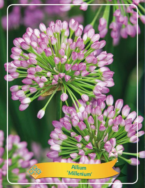 Allium 'Millenium'