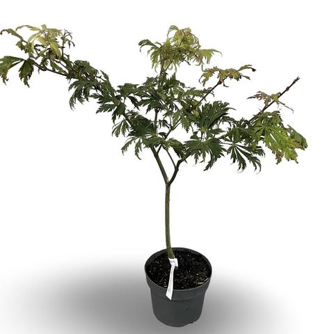 Acer japonicum 'Aconitifolium'