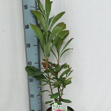 Telopea SHADY LADY CRIMSON