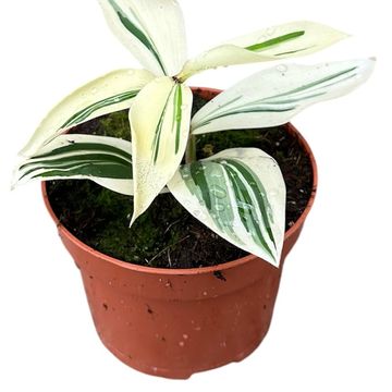 Costus arabicus 'Variegatus'