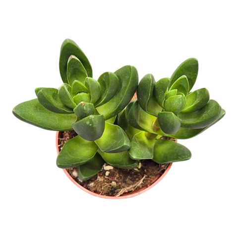 Crassula capitella 'Benjamin'