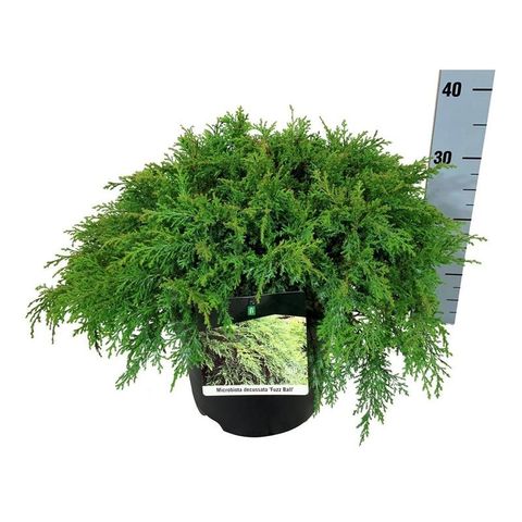 Microbiota decussata FUZZ BALL