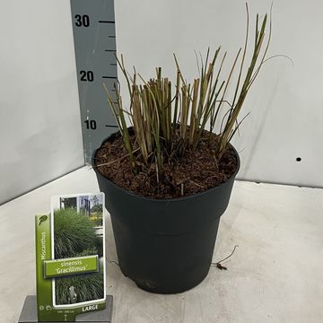 Miscanthus sinensis 'Gracillimus'