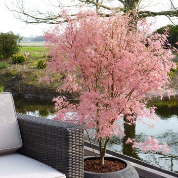 Acer palmatum 'Taylor'