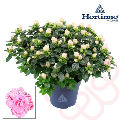 Rhododendron HORTINNO CLASSIC BICOLOR