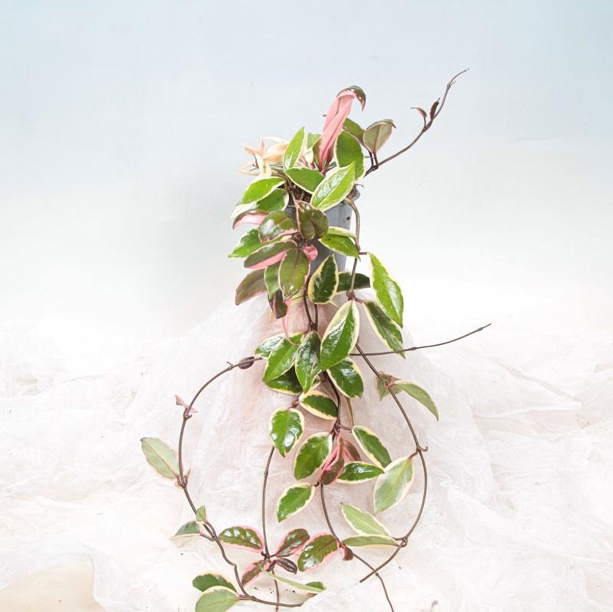Hoya carnosa 'Flamingo Dream' — Växter grossist FlorAccess