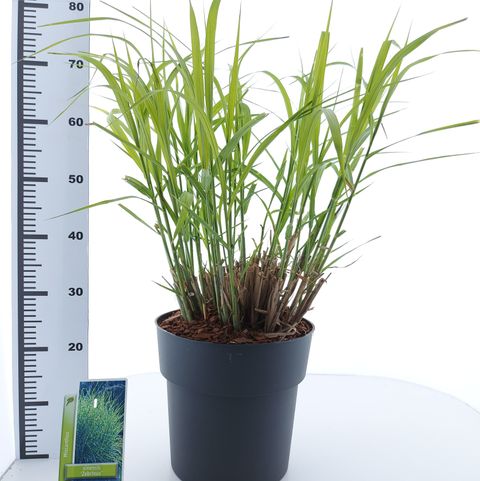 Miscanthus sinensis 'Zebrinus'